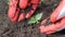 Farmer\\\'s hands carefully care for seedling that has just been planted in ground