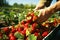 Farmer\\\'s hands gently plucking strawberries from their vines. AI Generated