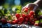 Farmer\\\'s hands gently plucking strawberries from their vines, showcasing the harvesting. AI Generated