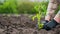 The farmer`s hands in gloves plant a tomato seedling in the soil