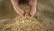 Farmer`s hands grabbing wheat kernels from pile of wheat grain on burlap sack - slow motion