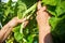 Farmer`s hands harvest beans in the garden