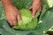 Farmer`s hands harvesting cabbage