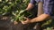 farmer's hands harvesting fresh raw green cabbage