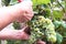 Farmer `s hands harvests red grape via secateur from a tree at vineyard