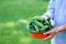 Farmer`s hands holding bowl of fresh ripe cucumbers. Harvest concept