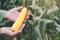 Farmer`s hands holding fresh harvested yellow corn cob on autumn cornfield background. Sustainable food, local farming. Copy spac