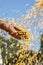 Farmer`s hands holding harvested grain corn that are dropped by the harvester on a farm