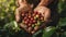 Farmer\\\'s hands holding stack of ripe coffee berries. AI generated.