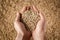 Farmer\'s hands holding wheat grains