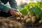 farmer& x27;s hands picking potatoes in the field close-up generative ai