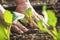 FarmerÂ´s hands planting kohlrabi seedling in vegetable garden