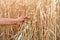 Farmer`s hands pluck a bunch of wheat in the rural agriculture field, harvest