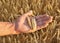 Farmer`s hands pluck a bunch of wheat in the rural agriculture field, harvest