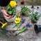 The farmer's hands Ranunculus asiaticus, held with roots in the tuber of the earth. Blooming ugly bushes Persian