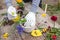 Farmer& x27;s Hands Sprinkling a Wilted Plant Hyacinthus, hyacinths, Persenche in the garden in the spring. Blooming ugly