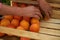 The farmer`s hands stacks fresh persimmon fruit in wooden box