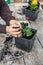 Farmer`s hands transplant flowers in spring in garden. farmer pours Soil into pot with Ranunculus asiaticus, held with roots in