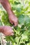 Farmer\'s hands with vine sprout