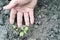 Farmer`s hard working hands, planted young basil Ocimum basilic