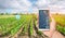 Farmer`s holds a smartphone on a background of a field with a pepper plantations. Agricultural startup. Automation and crop