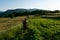 Farmer\\\'s Serenade: Mowing Grass Amidst Nature\\\'s Symphony at Sunset