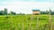 Farmer`s wooden hut on the hill surrounded by rice field