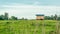 Farmer`s wooden hut on the hill surrounded by ricefield