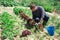 Farmer satisfied with red lettuce harvest in his field