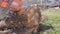 a farmer saws logs with a chainsaw, harvesting firewood for winter heating