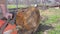 a farmer saws logs with a chainsaw, harvesting firewood for winter heating