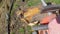 a farmer saws logs with a chainsaw, harvesting firewood for winter heating