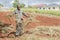 Farmer Scattering Guinea Grass On Plowed Land