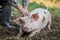 farmer scratching a pigs belly as it lies content