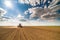 Farmer seeding, sowing crops at field.