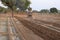 Farmer seeding, sowing crops at field. Sowing is the process of planting seeds in the ground as part of the early spring time