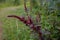 Farmer select amaranth seeds