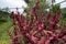 Farmer select amaranth seeds