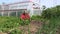 Farmer senior woman weed strawberry plant near garden greenhouse