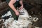 A farmer shearing a sheep in Ireland