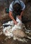 A farmer shearing a sheep in Ireland