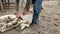 Farmer sheep shearing in a farm