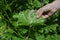 Farmer show grapevine infected by mildew grapevine disease on the underside of the leaf