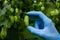 Farmer show single ripe hop cone in hand during quality and ripeness inspection