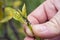 A farmer showing a colony of aphids feeding on a citrus shoot