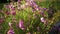 Farmer showing flowers of joint landings at organic eco farm, close-up