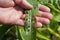 A farmer showing insect damage to a corn plants leaf