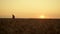 Farmer silhouette checking spikelet on crop field. Farming agriculture concept