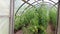 Farmer in small greenhouse