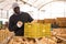 Farmer sorting fresh pumpkins in crates